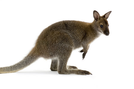 在白色背景前的小袋鼠图片素材