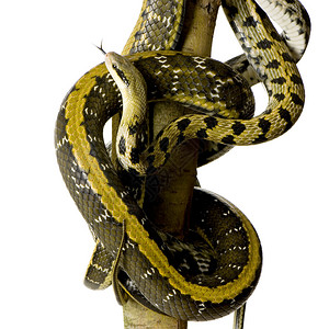 高清图片在白色背景前的鼠蛇高清图片在白色背景上隔