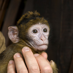 婴儿BarbararyMacaque3个月在图片