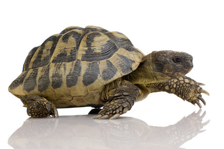 赫尔曼的乌龟在白色背景前图片
