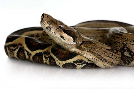 在白色背景前的蟒蛇图片