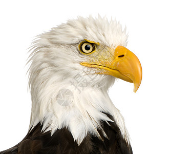 BaldEagle22岁HaliaeetusLeucocephalus图片