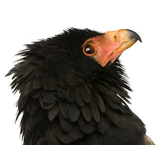 Bateleur10岁Terathoppiusecaudautas在图片