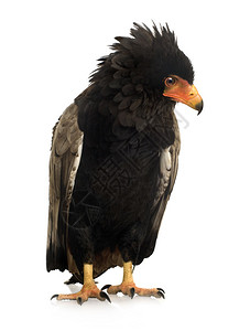 Bateleur10岁Terathoppiusecaudautas在图片