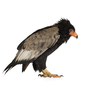 Bateleur10岁Terathoppiusecaudautas在图片