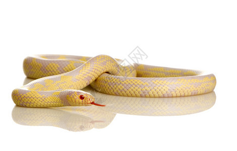 玉米蛇ElapheGutata在背景图片