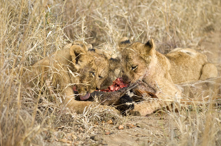 狮子吃长颈鹿的骄傲图片