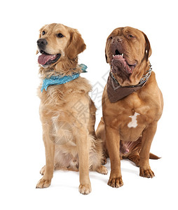 一对獒犬和一只金毛猎犬在白色背景前图片