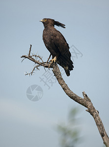 非洲坦桑尼亚塞伦盖蒂公园Lophaetusocict图片