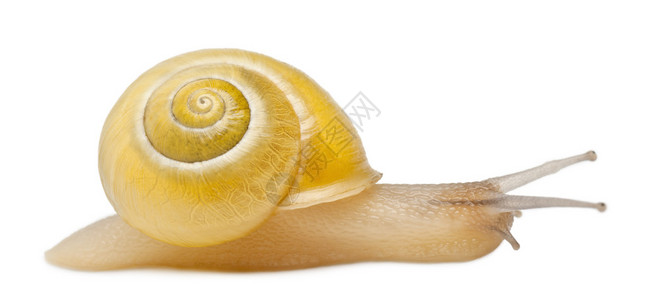 白色背景前没有黑带条的格罗夫蜗牛或棕色乳状蜗牛图片