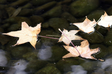 秋天的树叶和秋天的颜色在水中图片
