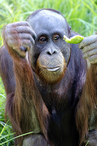 一只年轻的雌猩橙色猴子吃东西图片