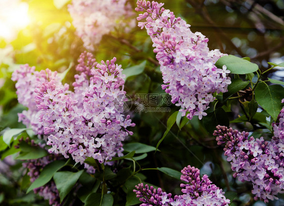 用叶子特写美丽的丁香花图片