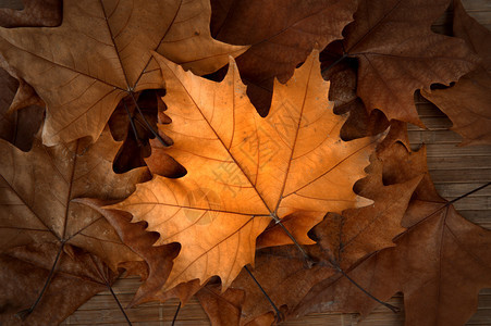 秋天的秋叶背景图片