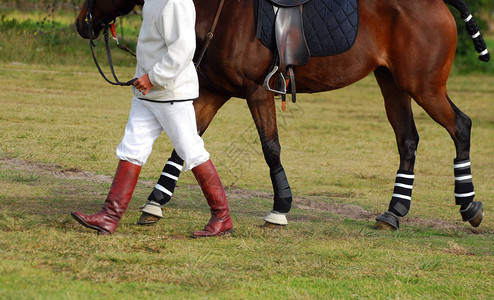 一名Polocrosse选手在赛前带着他的马走上场图片