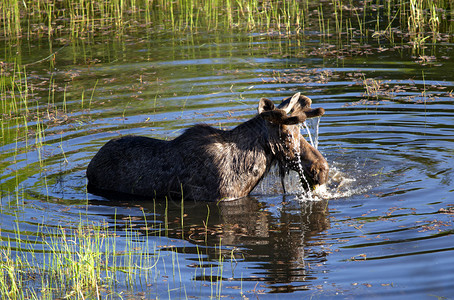 一只雄鹿跳进湿地池塘图片