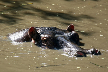 塞伦盖蒂野生动物保护区图片