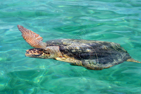 卡里比奇海水下的大乌龟图片