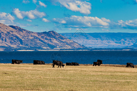 在新西兰南阿尔卑斯山美丽的Hawaa湖绿草牧场上放图片