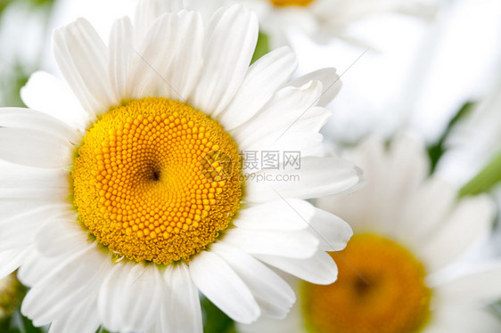 白色的雏菊夏天的花朵图片