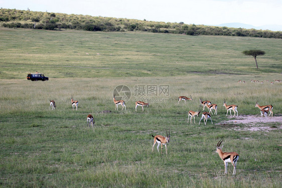 ThompsonsGazelle非洲肯尼亚MaasaiMa图片