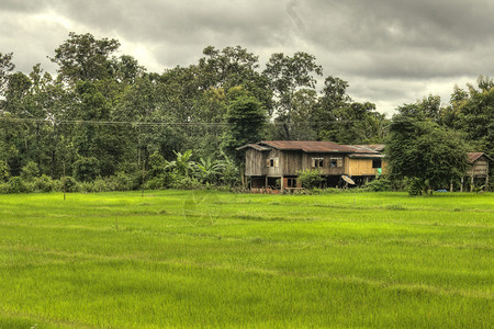 老挝南部博拉文高原的稻田图片