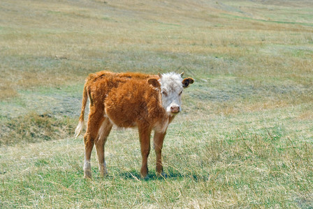 在蒙古草原吃草的毛茸的蒙古奶牛图片