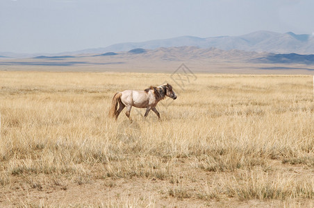 蒙古马在草原上吃草图片