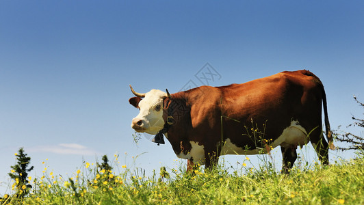 在绿草和蓝天的母牛图片