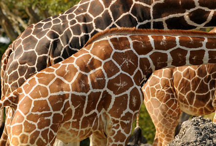 Giraffe皮肤结构图案背背景图片