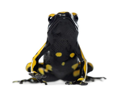 黄色带状毒镖蛙图片