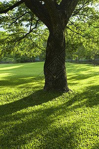 green orange泰国夏日绿公园Green背景