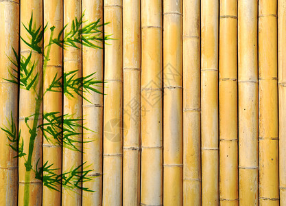竹林竹树的质感设计背景