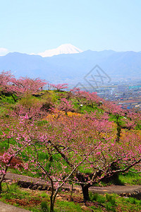 桃树和藤山春季图片