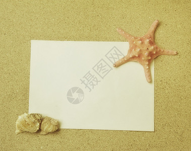 海星和海象的贝壳海滩上的鱼背景图片