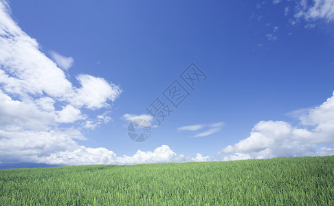绿色的麦田和蓝天图片
