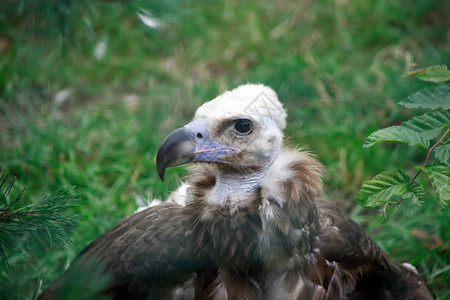 绿草背景上年轻格里芬秃鹫的特写图片