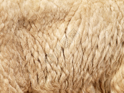羊皮背景图片