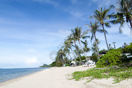 泰国海滩上的椰子树图片
