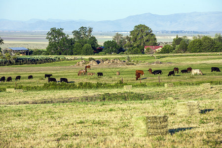牧牛在草地上放牧图片