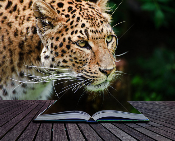 魔法书页上豹的创意合成图像c传图片