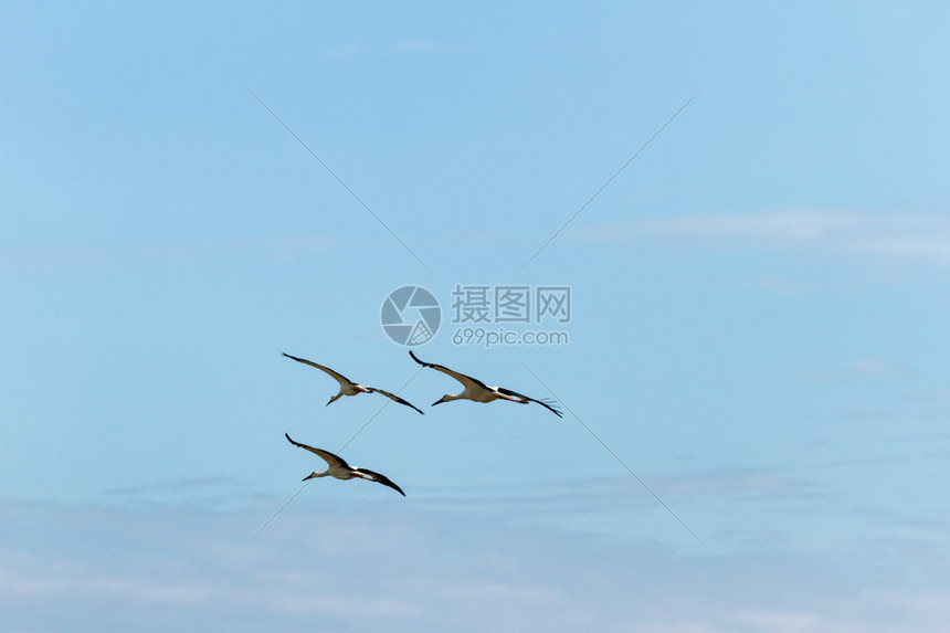许多鸟类在天上飞高清图片下载-正版图片507045531-摄图网