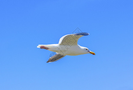 加利福尼亚海鸥在蓝天飞翔图片