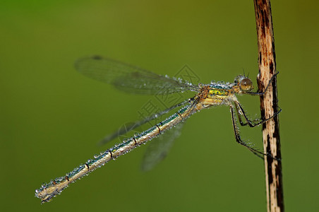 蜻蜓在绿色背景上草地上的露水图片