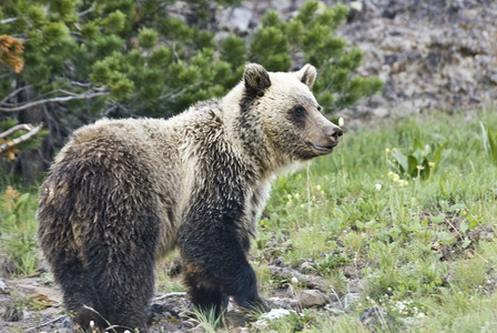 一只野灰熊在黄石公园DunravenPass上寻找白图片