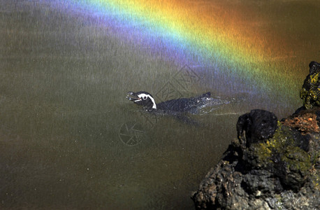 Humboldt企鹅Spheniscus图片