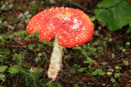 在大自然中野生长的红色珍稀天然蘑菇图片