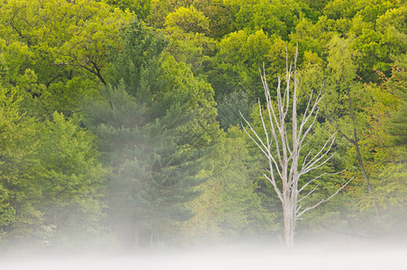 密歇根州扬基斯普林斯的雾图片