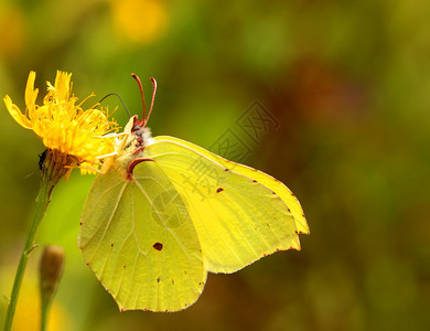 硫磺蝴蝶坐在一朵黄色的花上图片