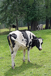 在山草林下放牧的牛背景图片